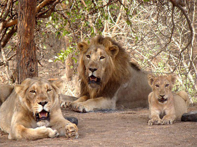 Gir National Sanctuary