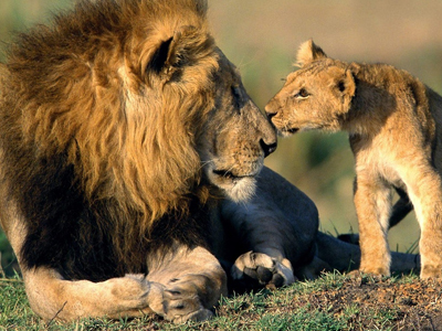 Gir National Sanctuary